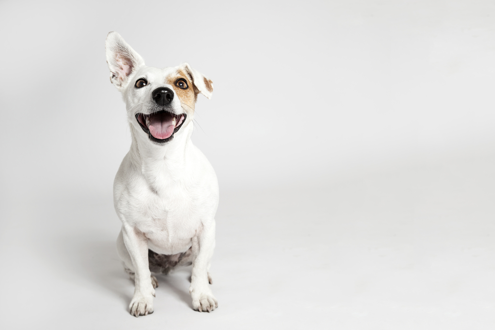 7 užitočných rád pre psičkárov: Čo všetko pes potrebuje na to, aby bol spokojný?